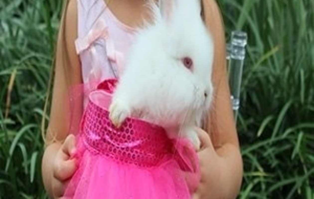 photo-picture-image-ANIMAL HIRE RENTAL FARM EXOTIC